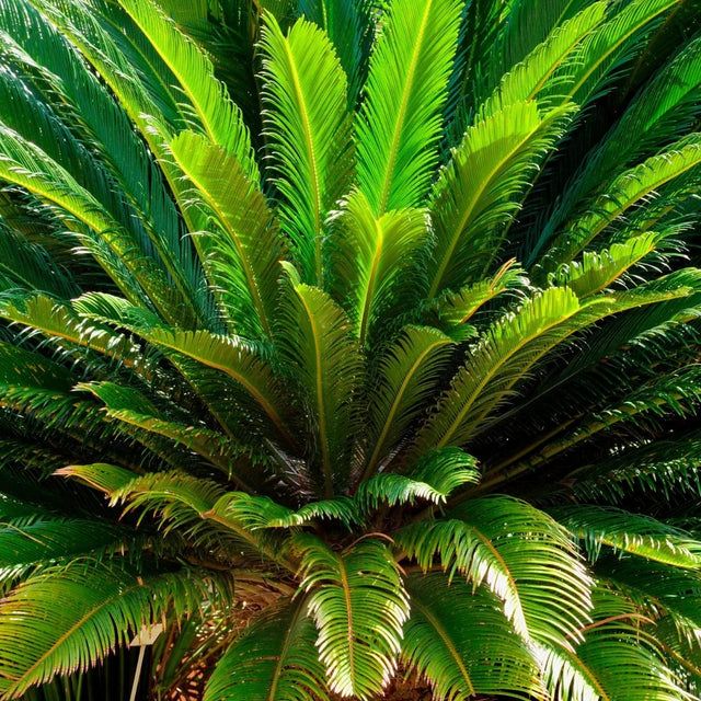 Sago Palm Tree 3 ft tall | Outdoor Indoor Palm Tree