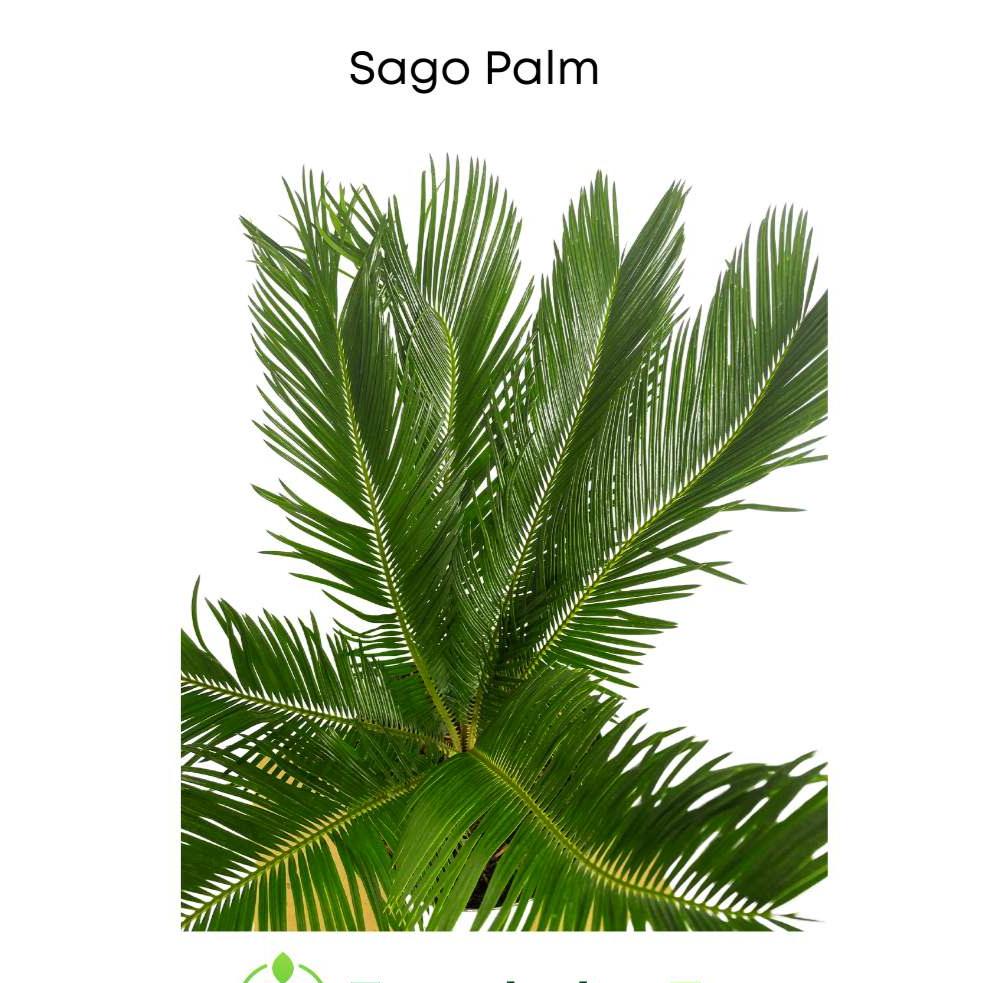 Sago Palm Tree 3 ft tall | Outdoor Indoor Palm Tree