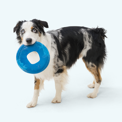 Sailz Seaflex Dog Disc for Moderate Chewers