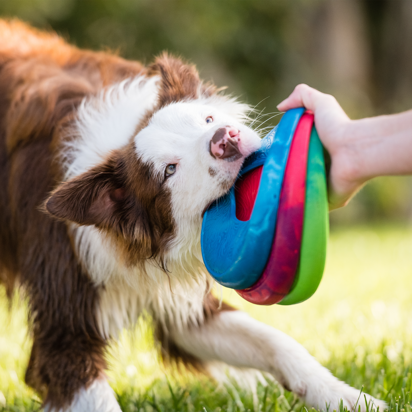 Sailz Seaflex Dog Disc for Moderate Chewers