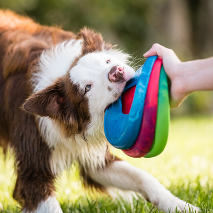 Sailz Seaflex Dog Disc for Moderate Chewers
