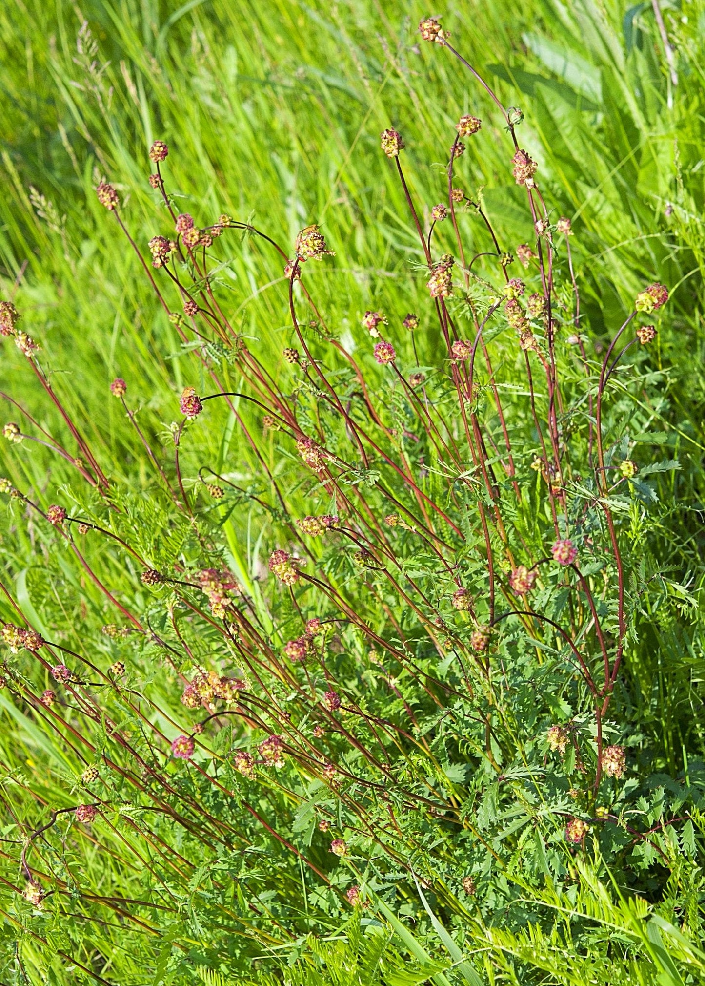 Pimpinela menor (Sanguisorba minor)