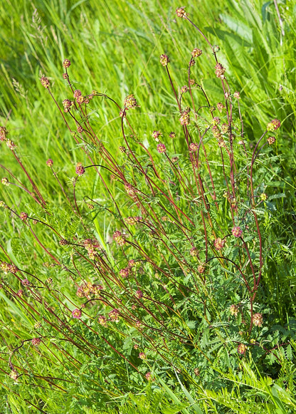 Pimpinela menor (Sanguisorba minor)