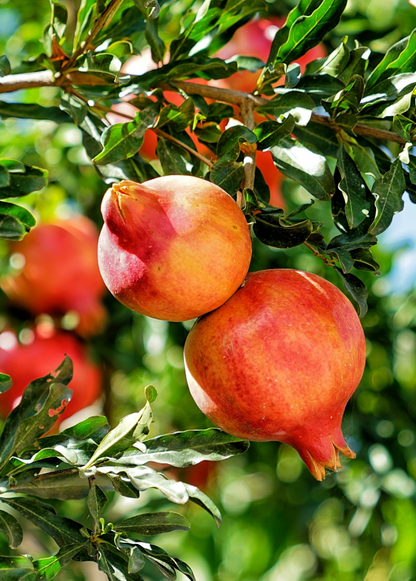 Árbol de granado 'Salavatski' (Punica granatum)