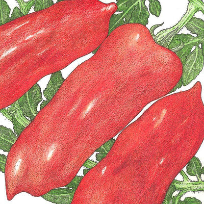 San Marzano Tomato Seeds (Organic) - Tampa Home & Garden Store