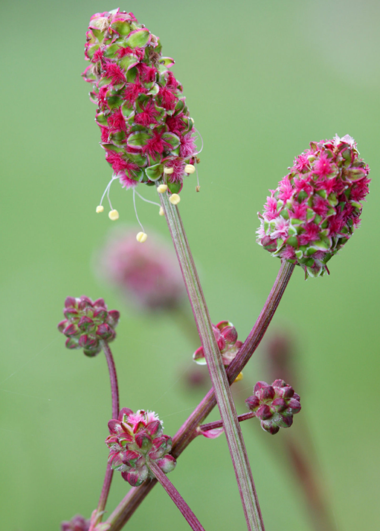 Pimpinela menor (Sanguisorba minor)