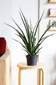 Sanseveria Fernwood - Tampa Home & Garden Store