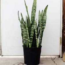 Sanseveria Zeylanica - Tampa Home & Garden Store