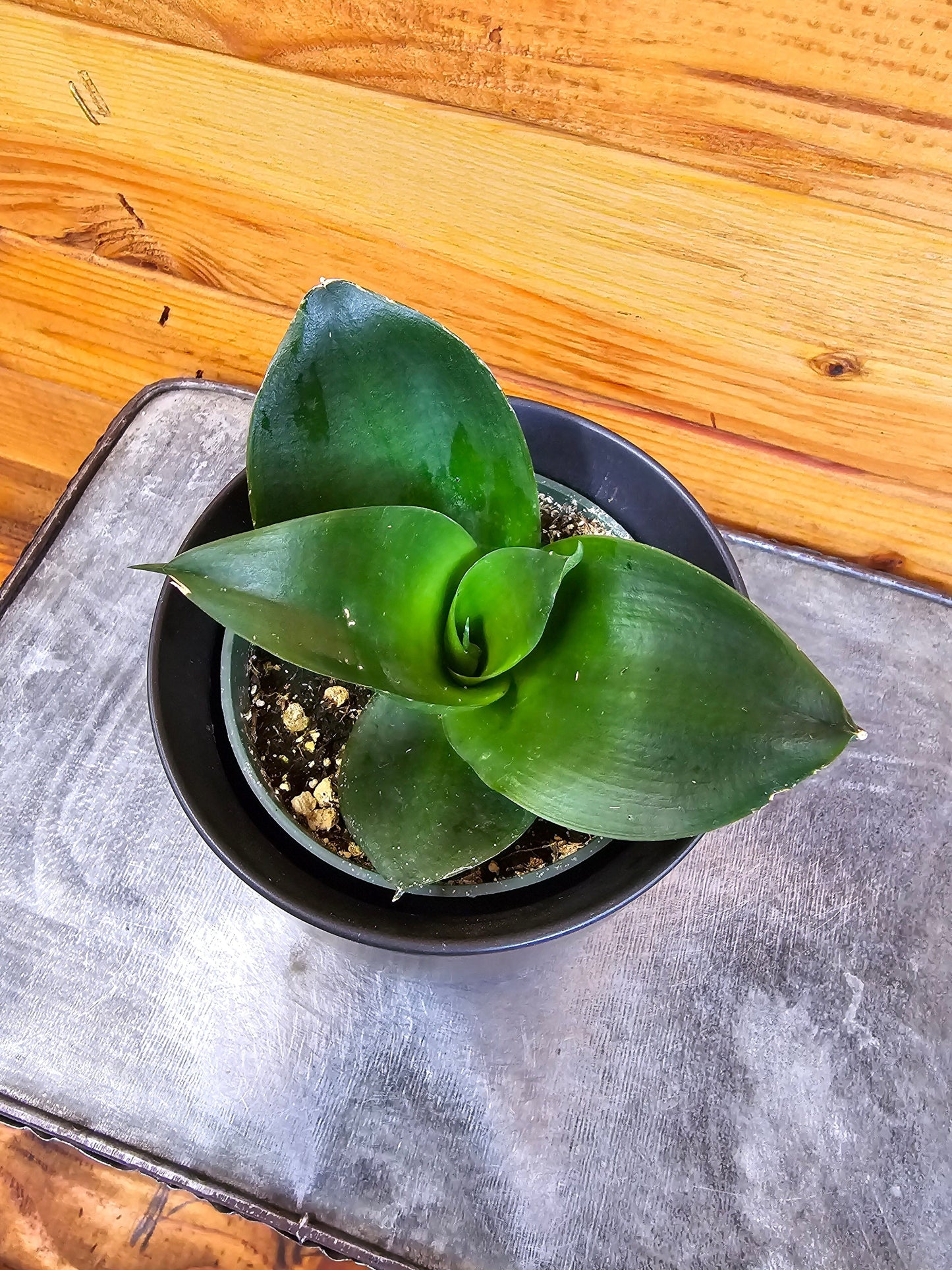 Sansevieria Black Jade Hahnii, 4" Plant - Tampa Home & Garden Store