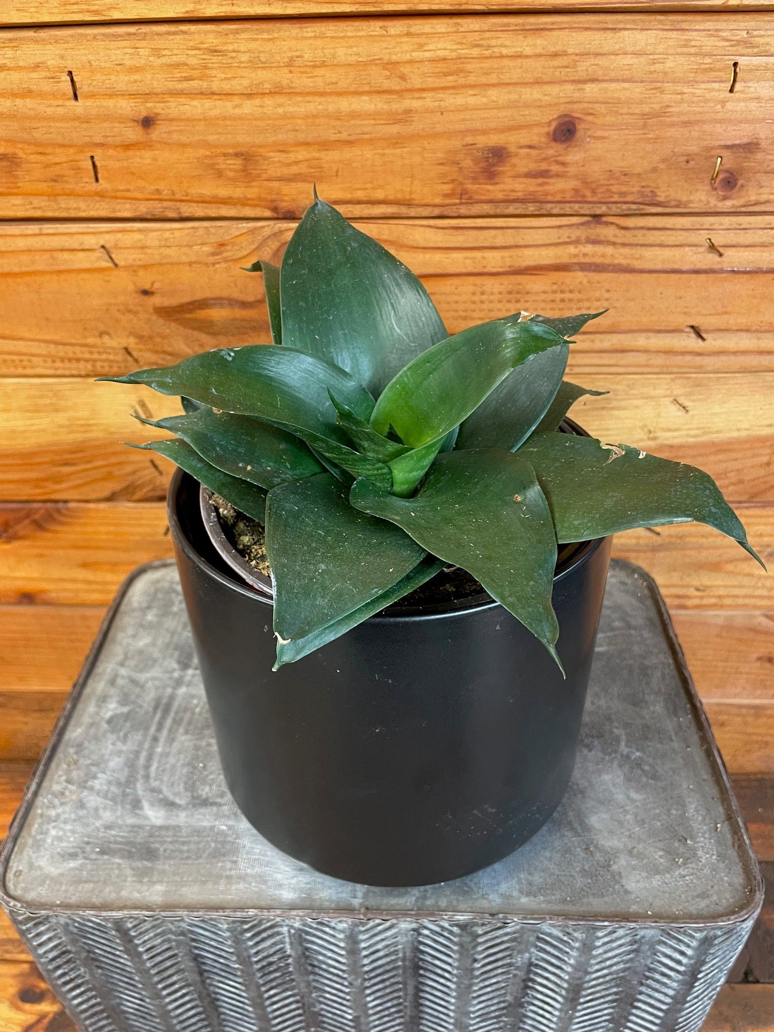 Sansevieria Black Jade Hahnii, 6" Plant - Tampa Home & Garden Store