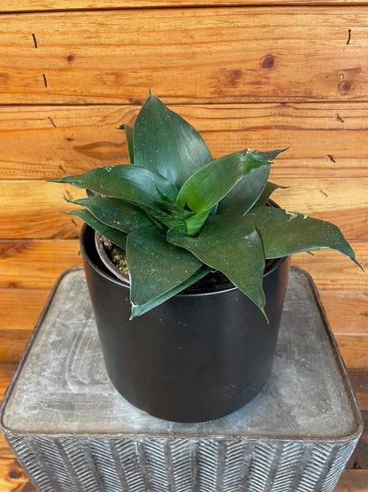 Sansevieria Black Jade Hahnii, 6" Plant - Tampa Home & Garden Store