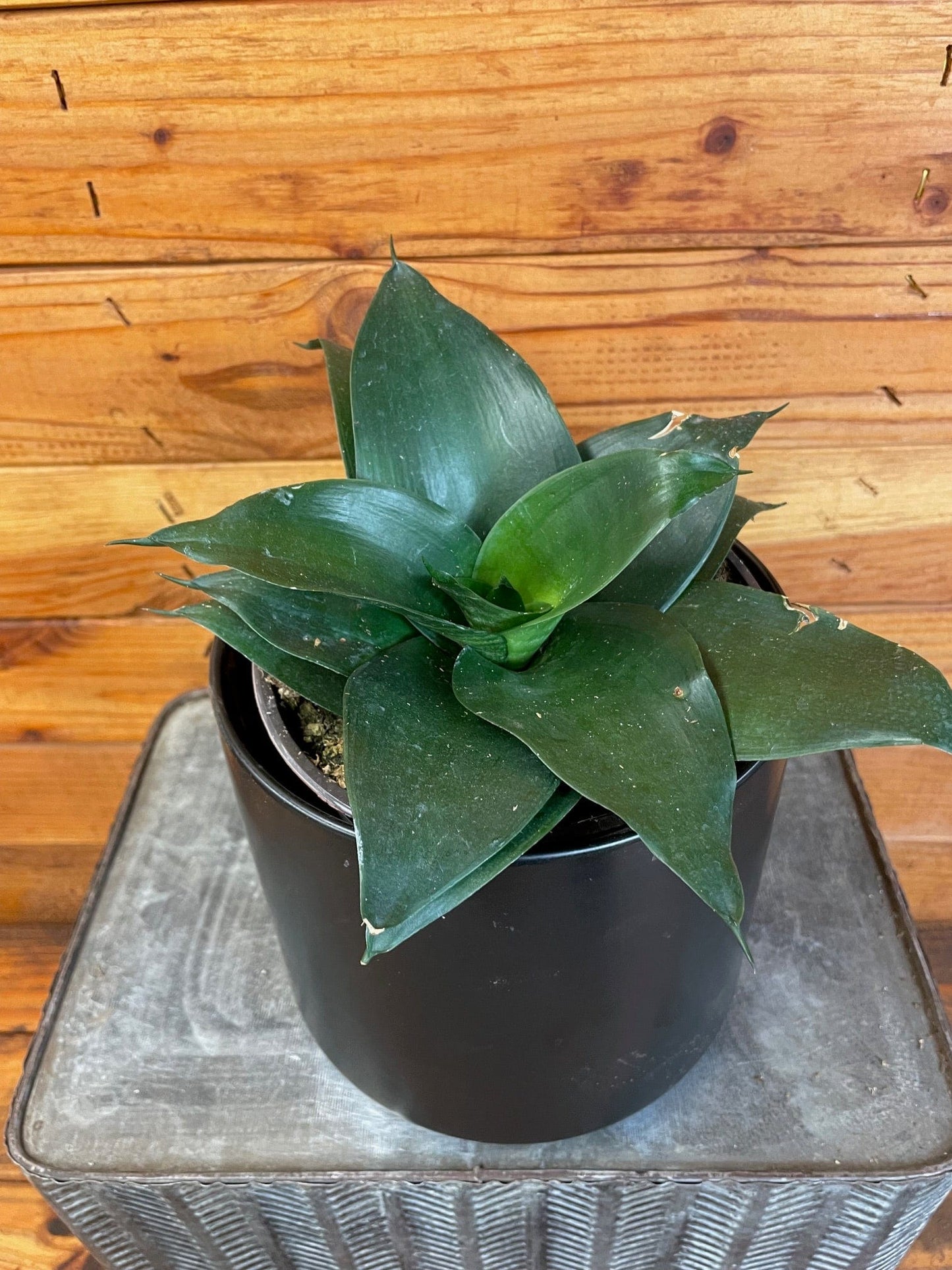 Sansevieria Black Jade Hahnii, 6" Plant - Tampa Home & Garden Store
