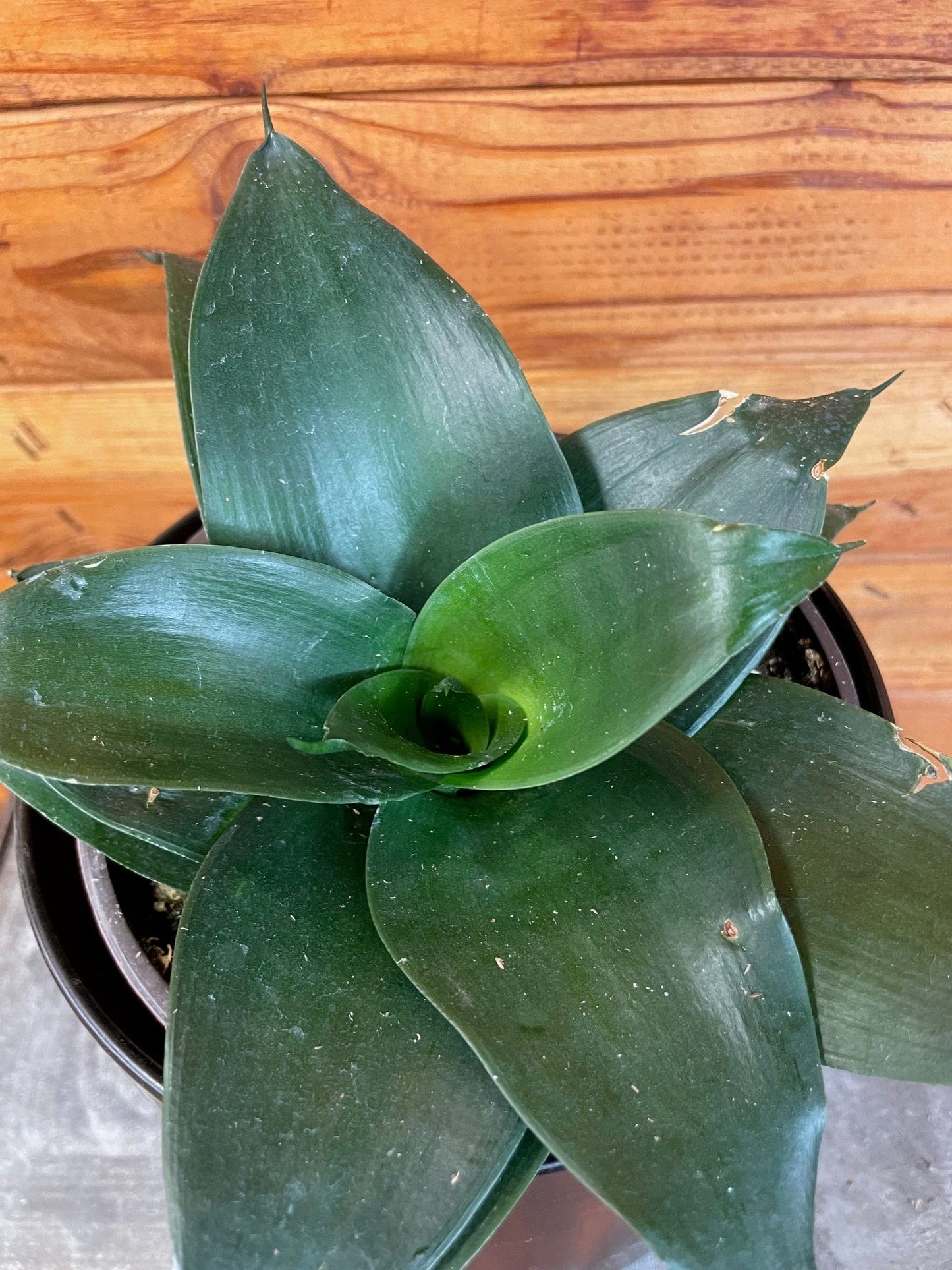 Sansevieria Black Jade Hahnii, 6" Plant - Tampa Home & Garden Store