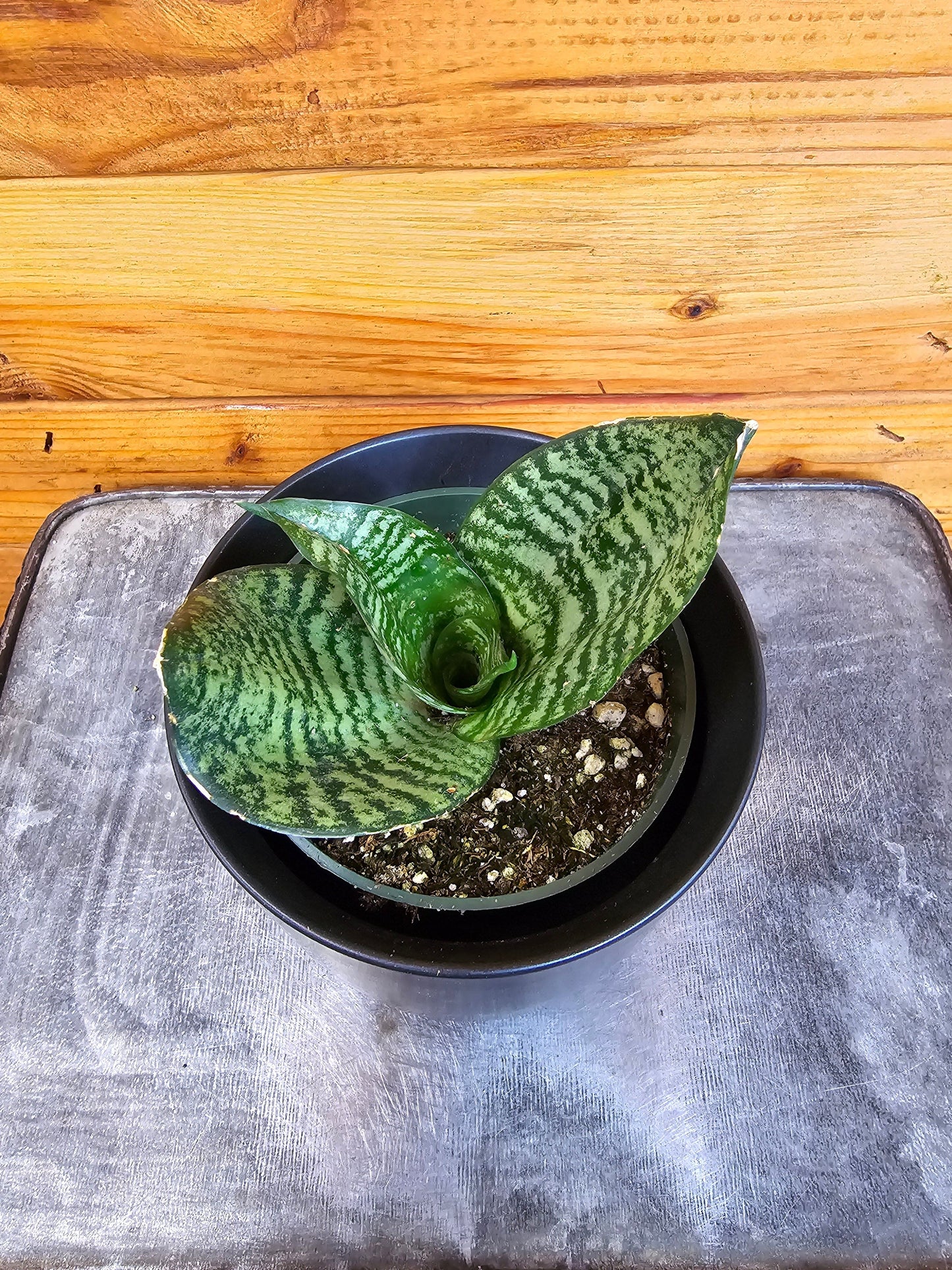 Sansevieria Green Hahnii, 4" Plant - Tampa Home & Garden Store