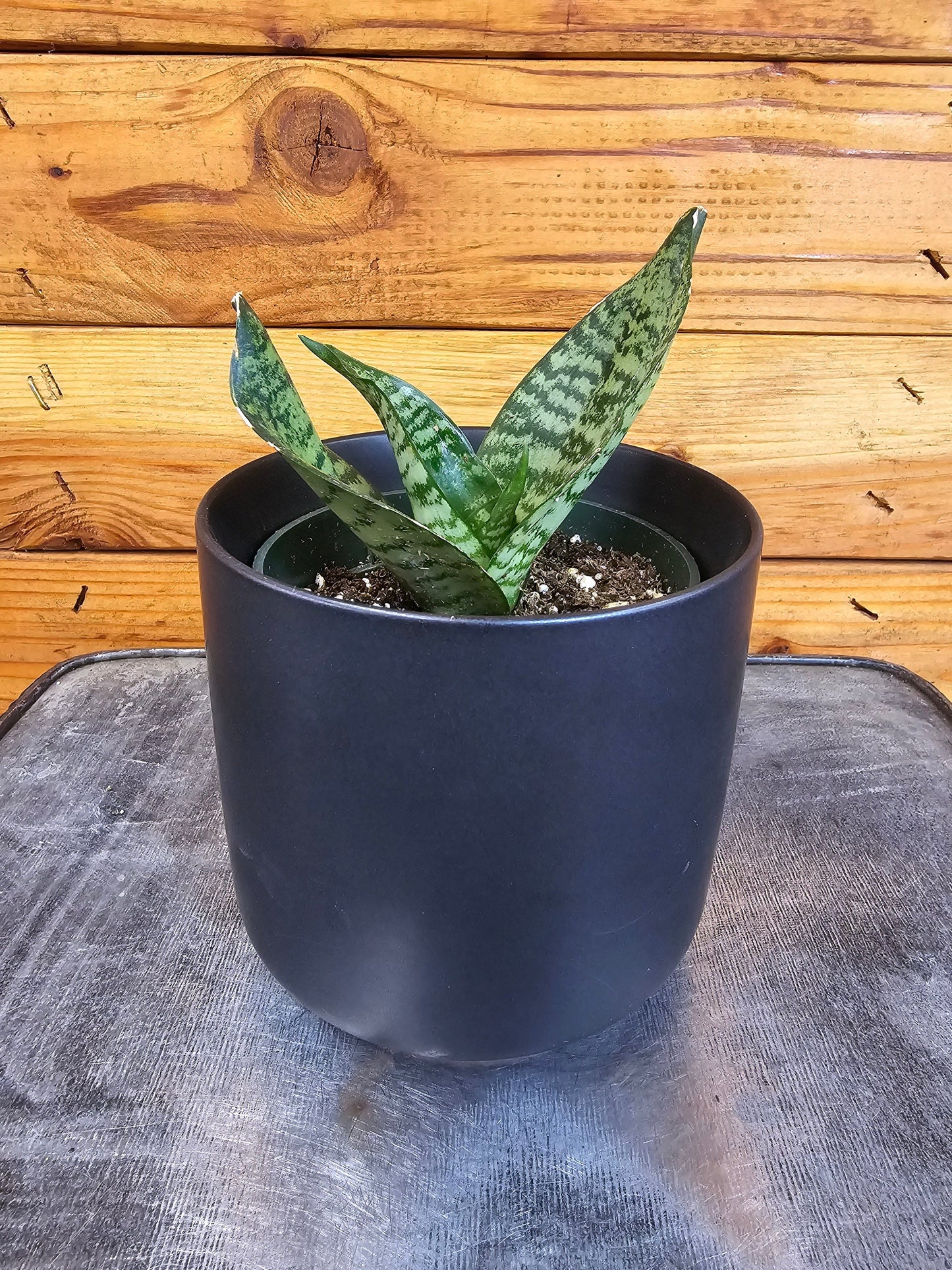 Sansevieria Green Hahnii, 4" Plant - Tampa Home & Garden Store