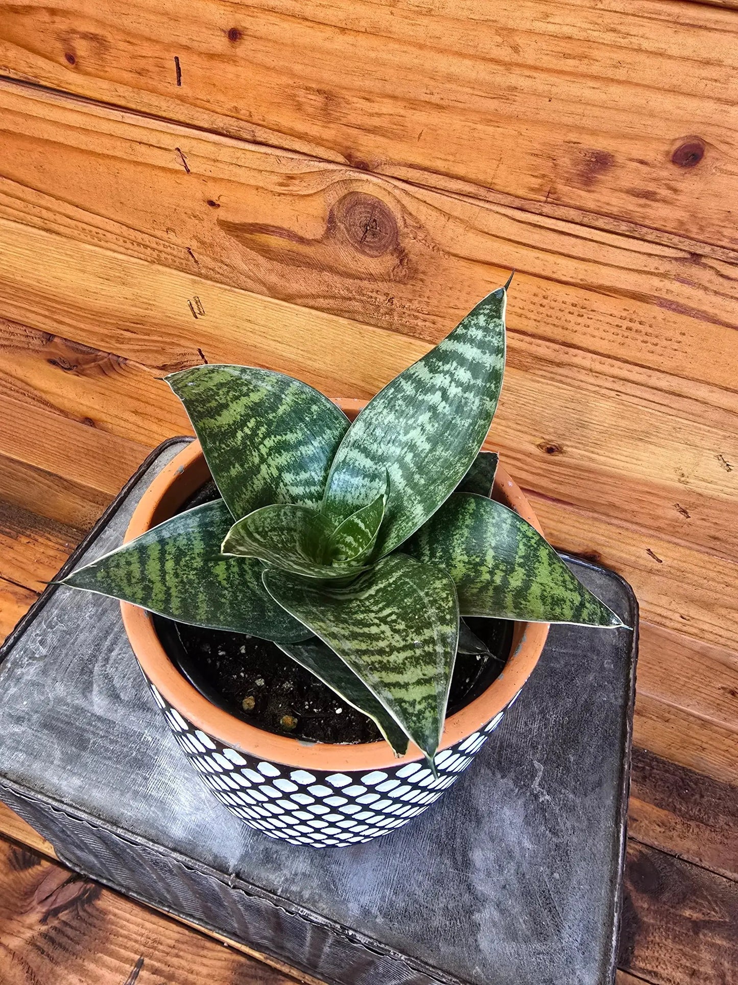 Sansevieria Green Hahnii, 6" Plant - Tampa Home & Garden Store