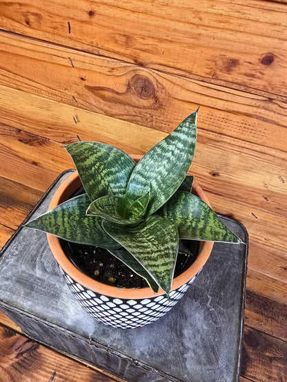 Sansevieria Green Hahnii, 6" Plant - Tampa Home & Garden Store