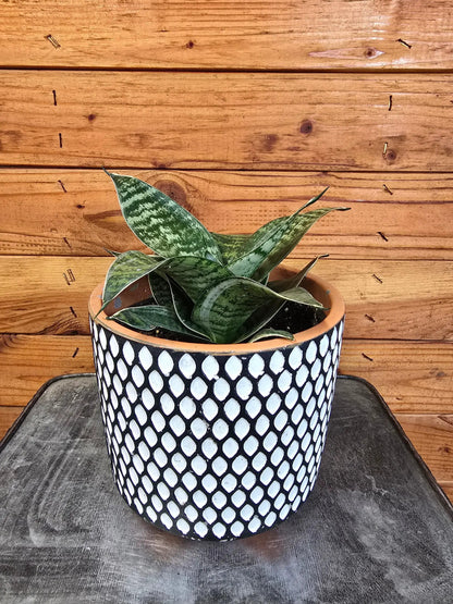 Sansevieria Green Hahnii, 6" Plant - Tampa Home & Garden Store