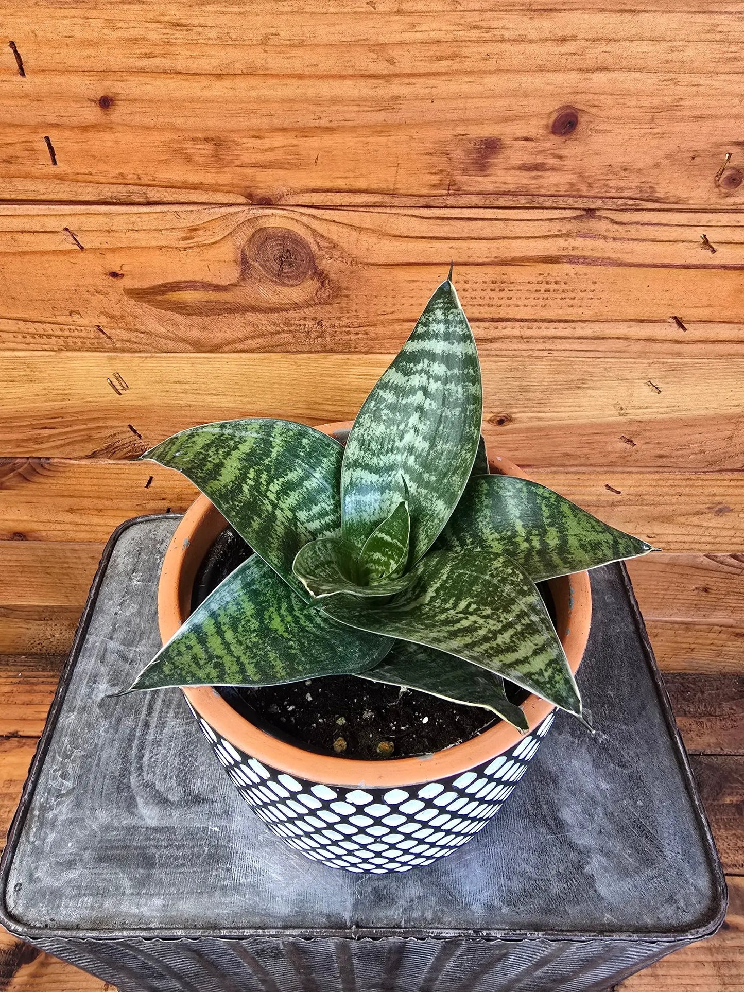 Sansevieria Green Hahnii, 6" Plant - Tampa Home & Garden Store