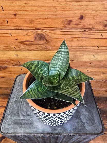 Sansevieria Green Hahnii, 6" Plant - Tampa Home & Garden Store