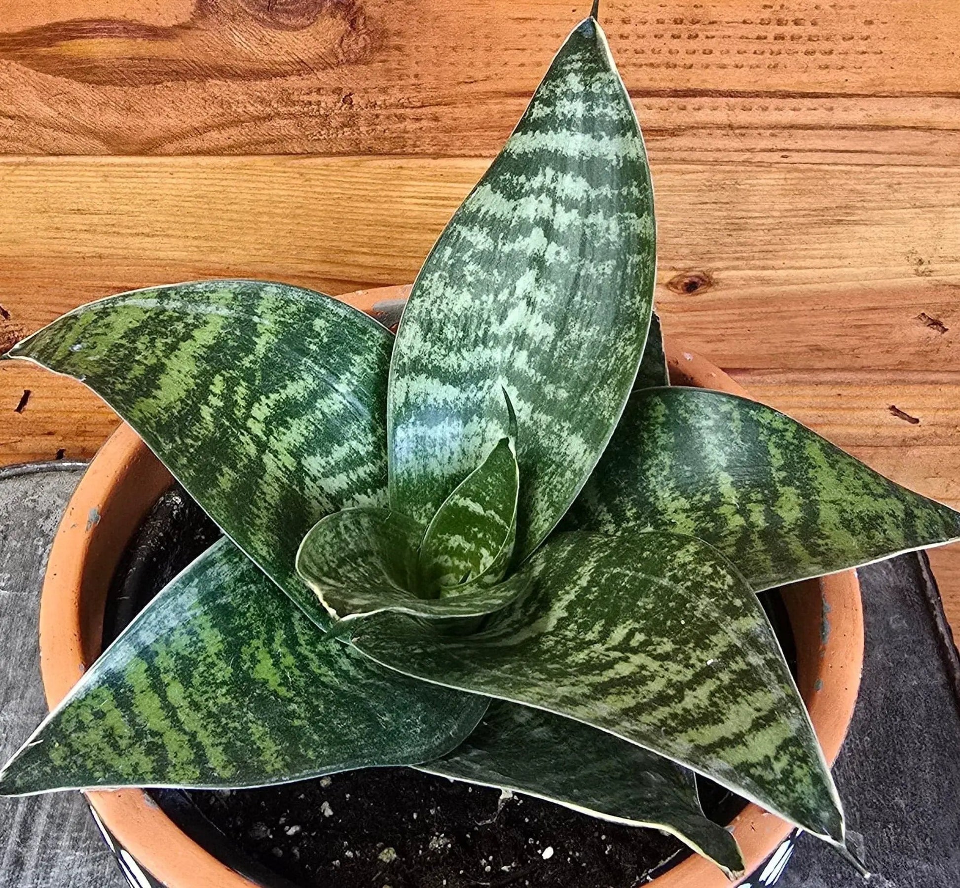 Sansevieria Green Hahnii, 6" Plant - Tampa Home & Garden Store