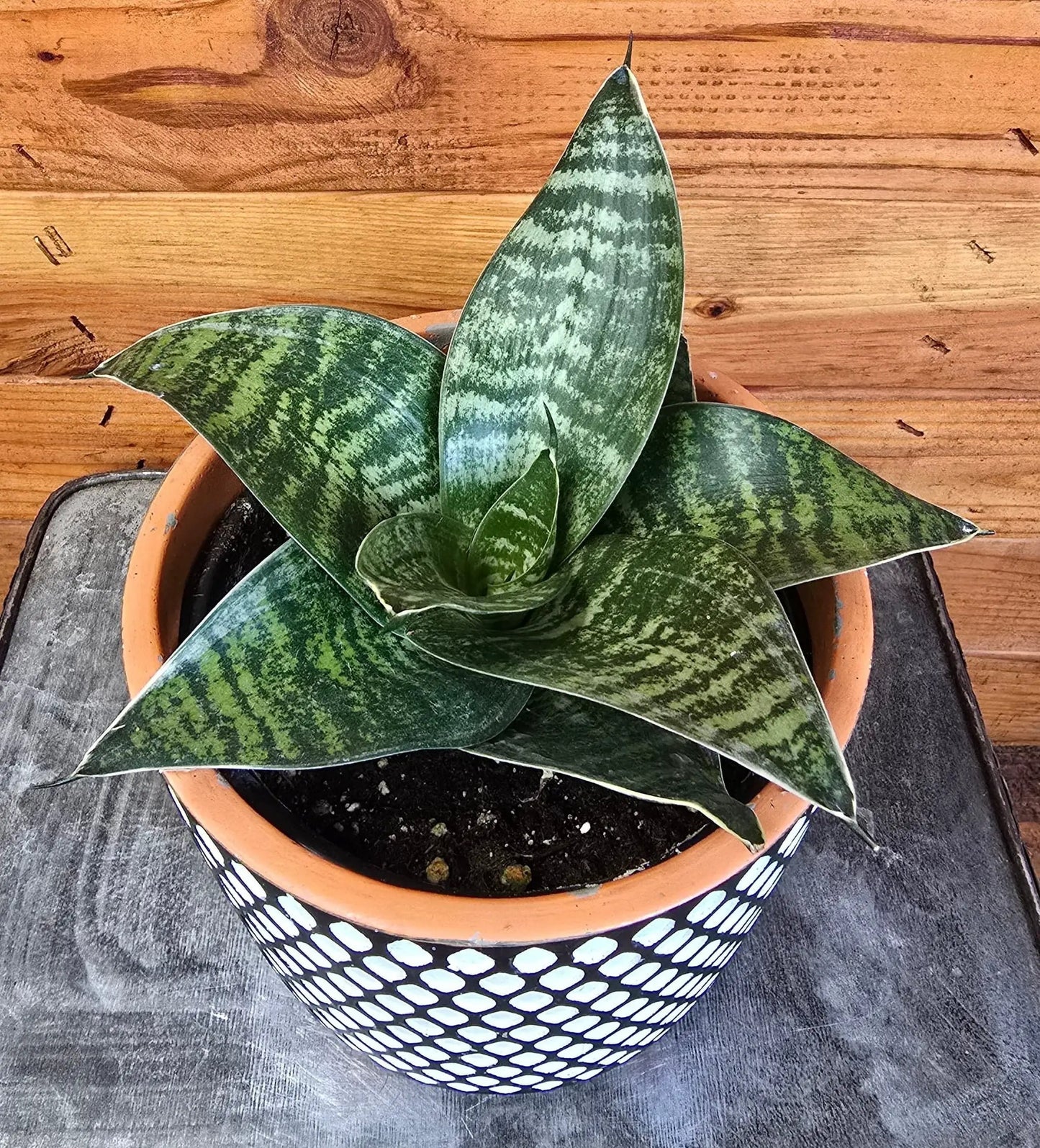 Sansevieria Green Hahnii, 6" Plant - Tampa Home & Garden Store