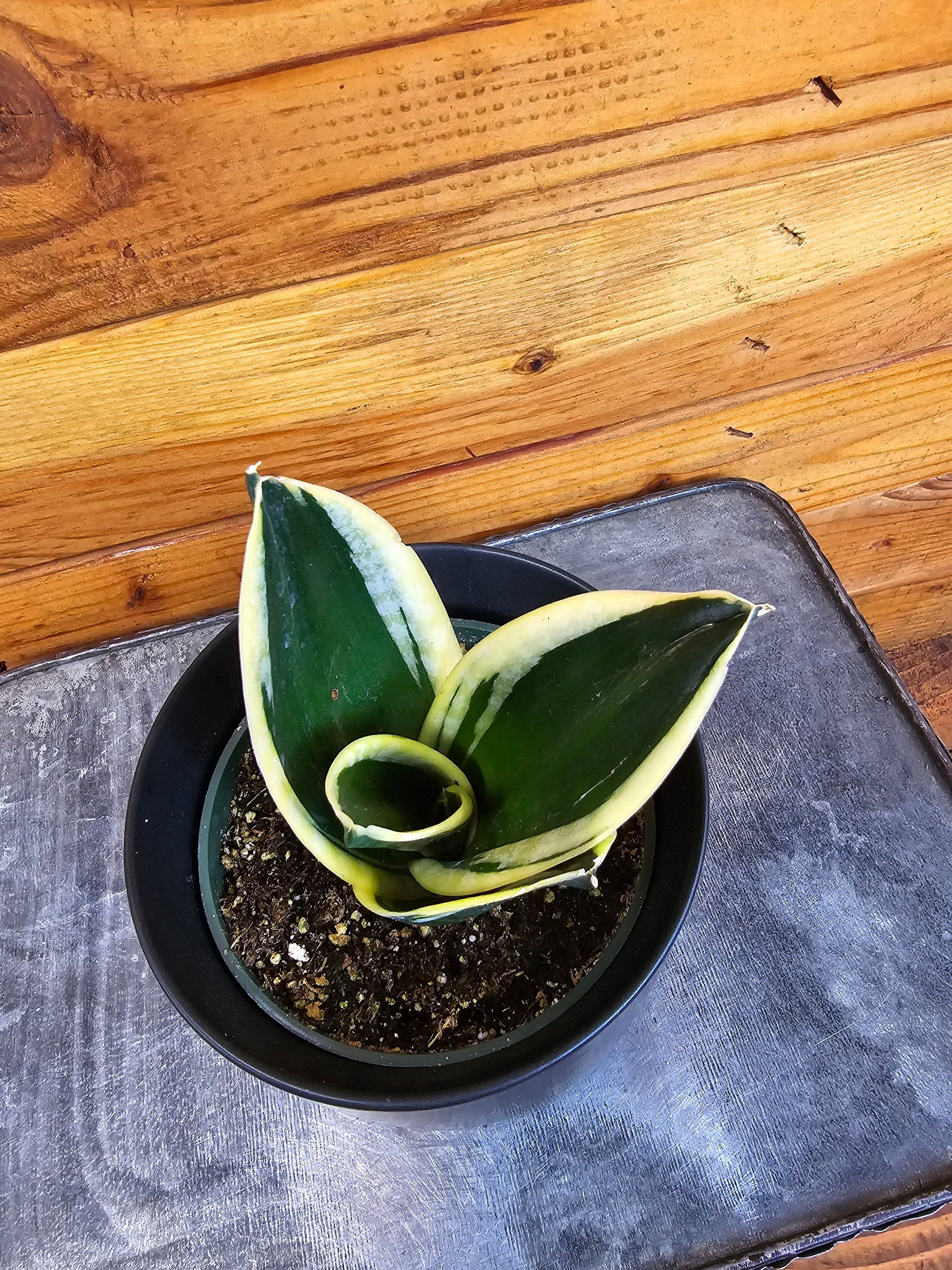 Sansevieria Jade Pagoda Hahnii, 4" Plant - Tampa Home & Garden Store