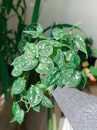 Satin Pothos - Tampa Home & Garden Store