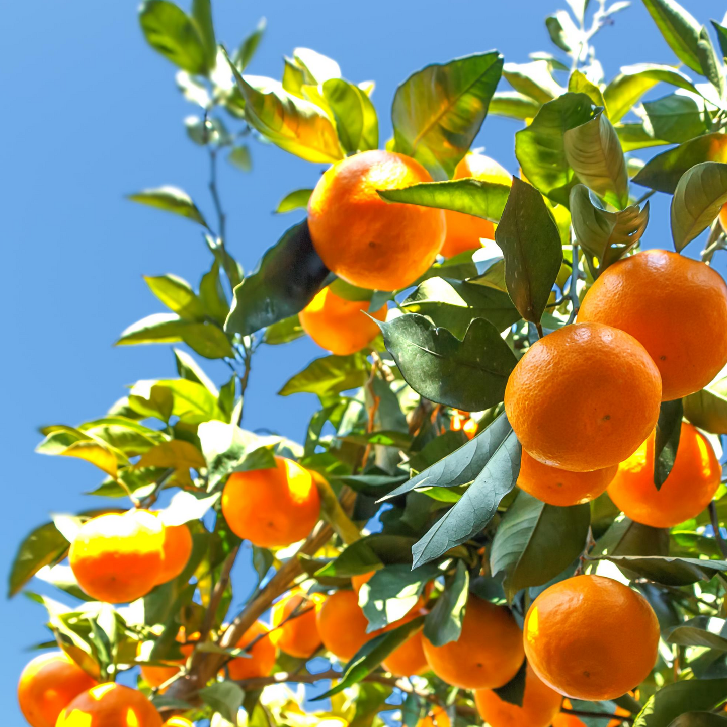 Satsuma Mandarin Tree (Citrus unshiu) - Tampa Home & Garden Store