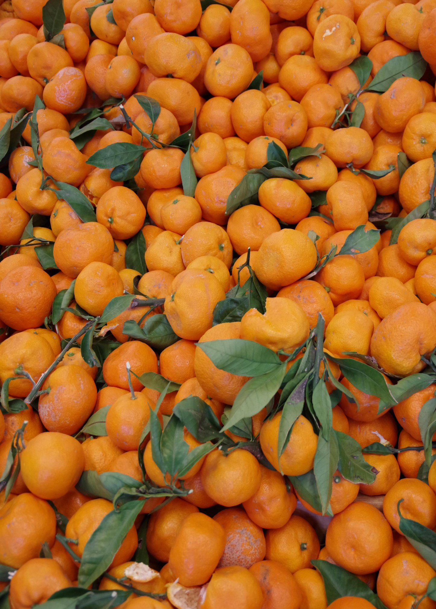 Satsuma Mandarin Tree (Citrus unshiu) - Tampa Home & Garden Store