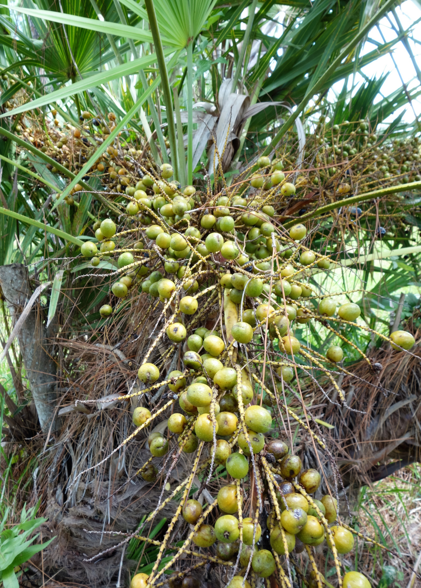 Saw Palmetto (Serenoa repens) - Tampa Home & Garden Store