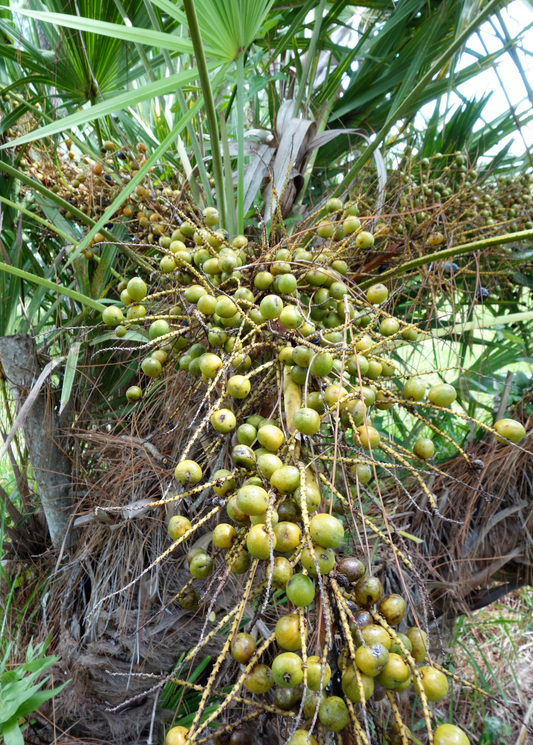 Saw Palmetto (Serenoa repens) - Tampa Home & Garden Store