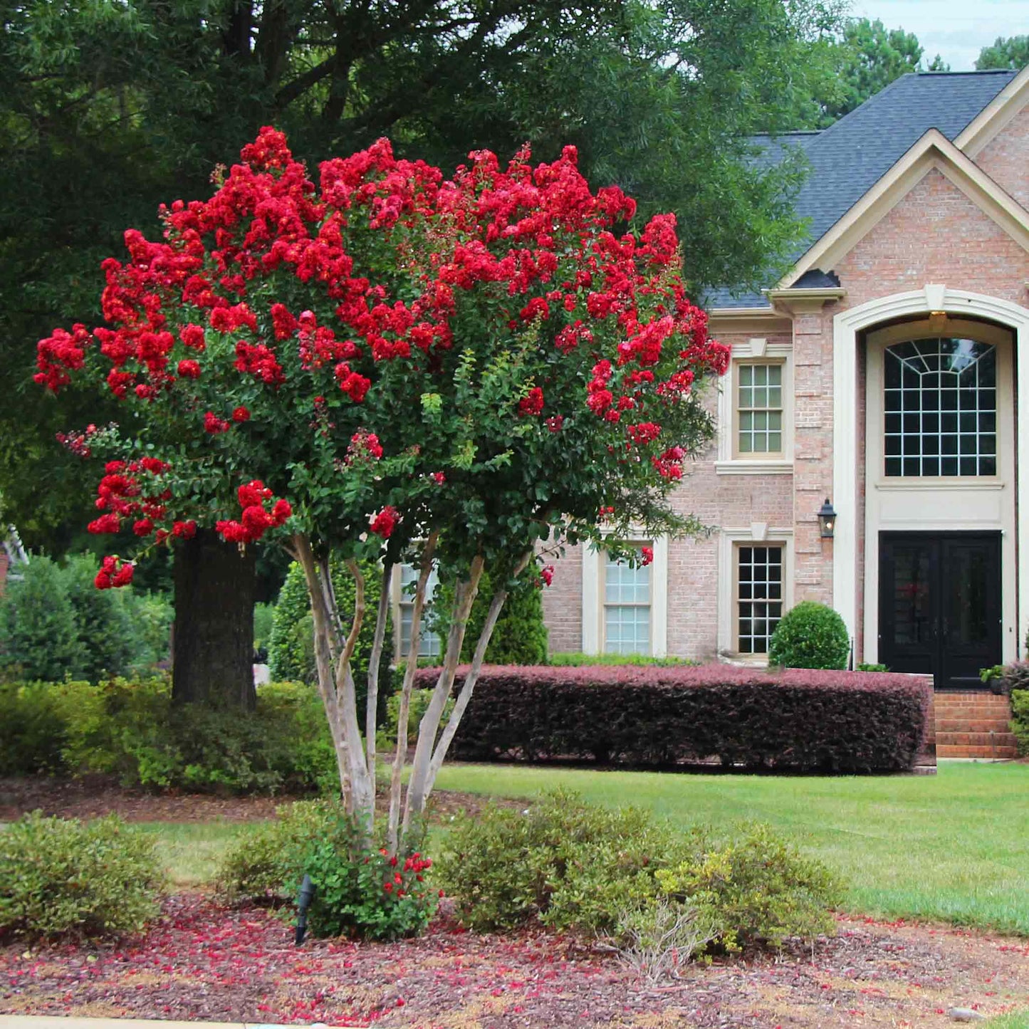 Scarlet Colorama Crape Myrtle plant with red blooms, multi-stem shrub in front of house on Tampa Home & Garden Store