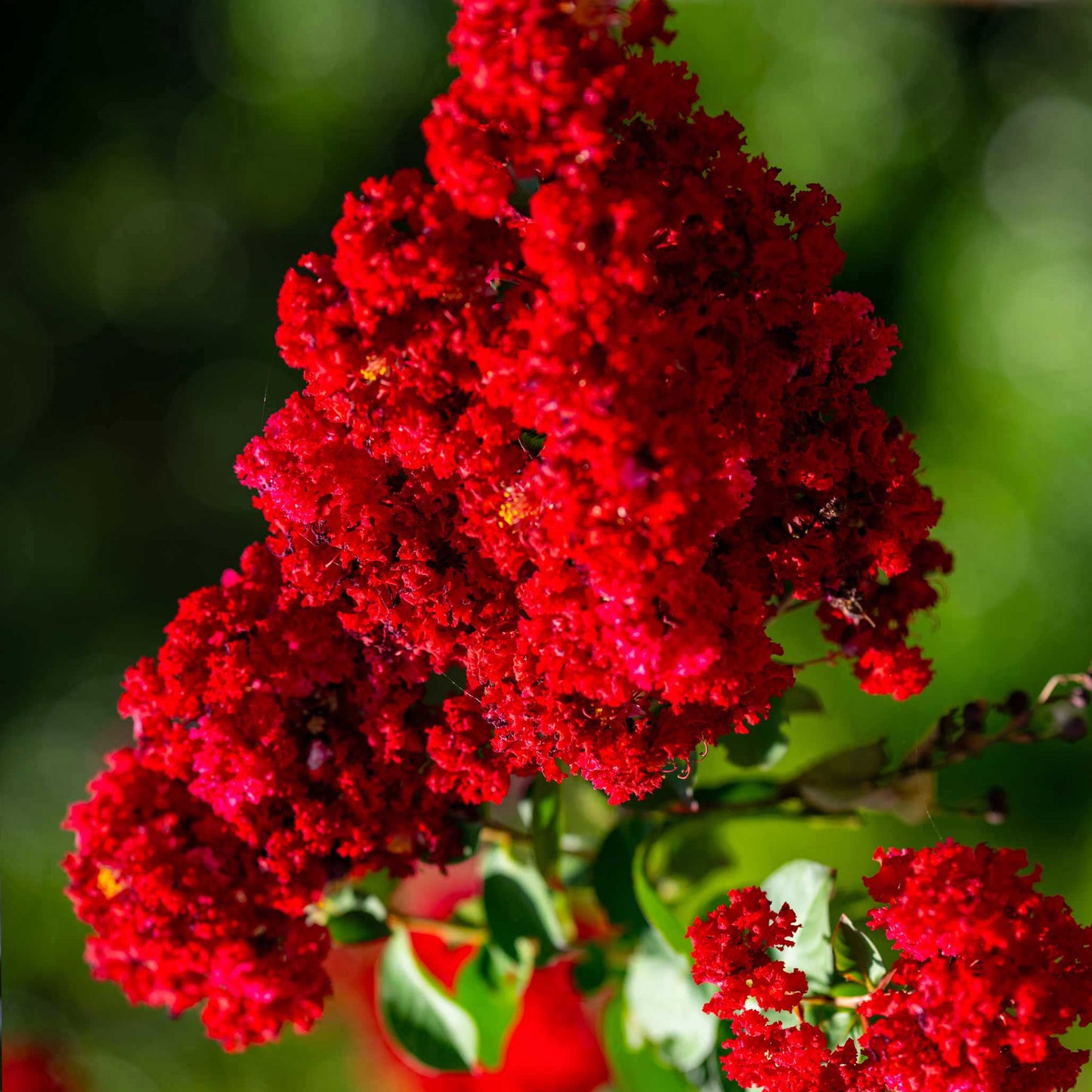 Scarlet Colorama Crape Myrtle plant with bright red flower clusters by Live Good Logistics on Tampa Home & Garden Store