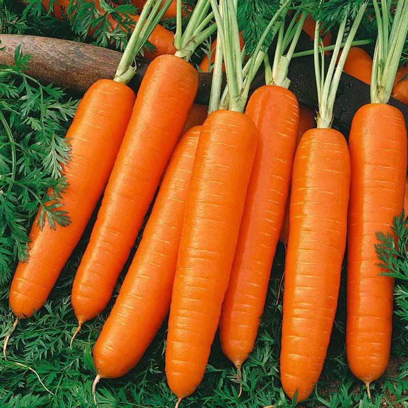 Scarlet Nantes Carrot Seeds (Organic) - Tampa Home & Garden Store