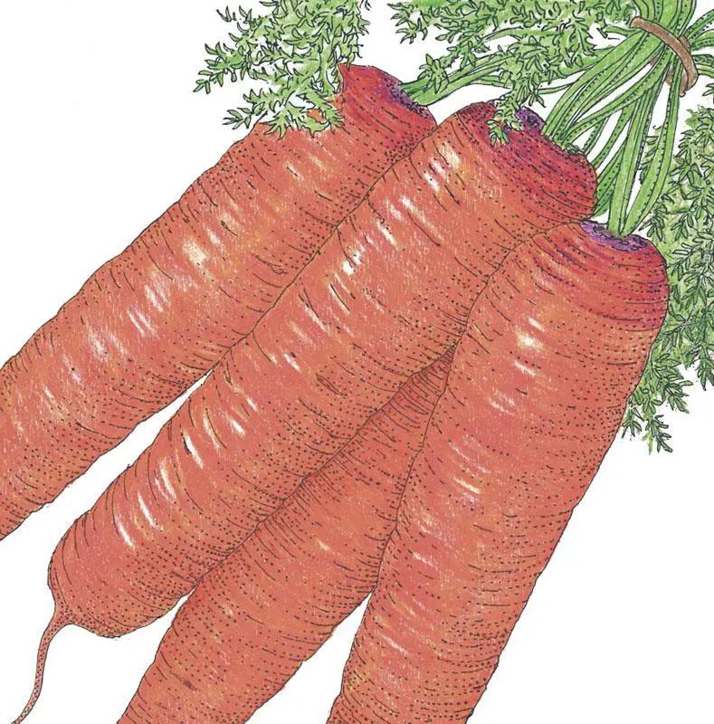 Scarlet Nantes Carrot Seeds (Organic) - Tampa Home & Garden Store