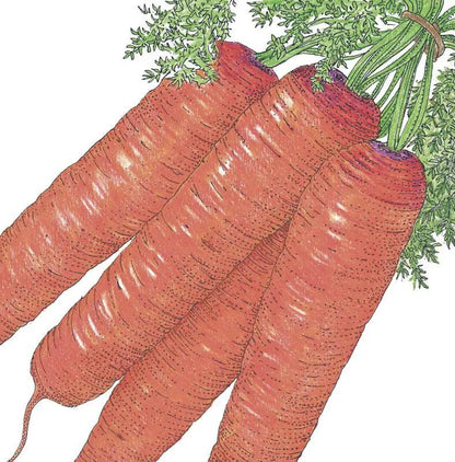 Scarlet Nantes Carrot Seeds (Organic) - Tampa Home & Garden Store