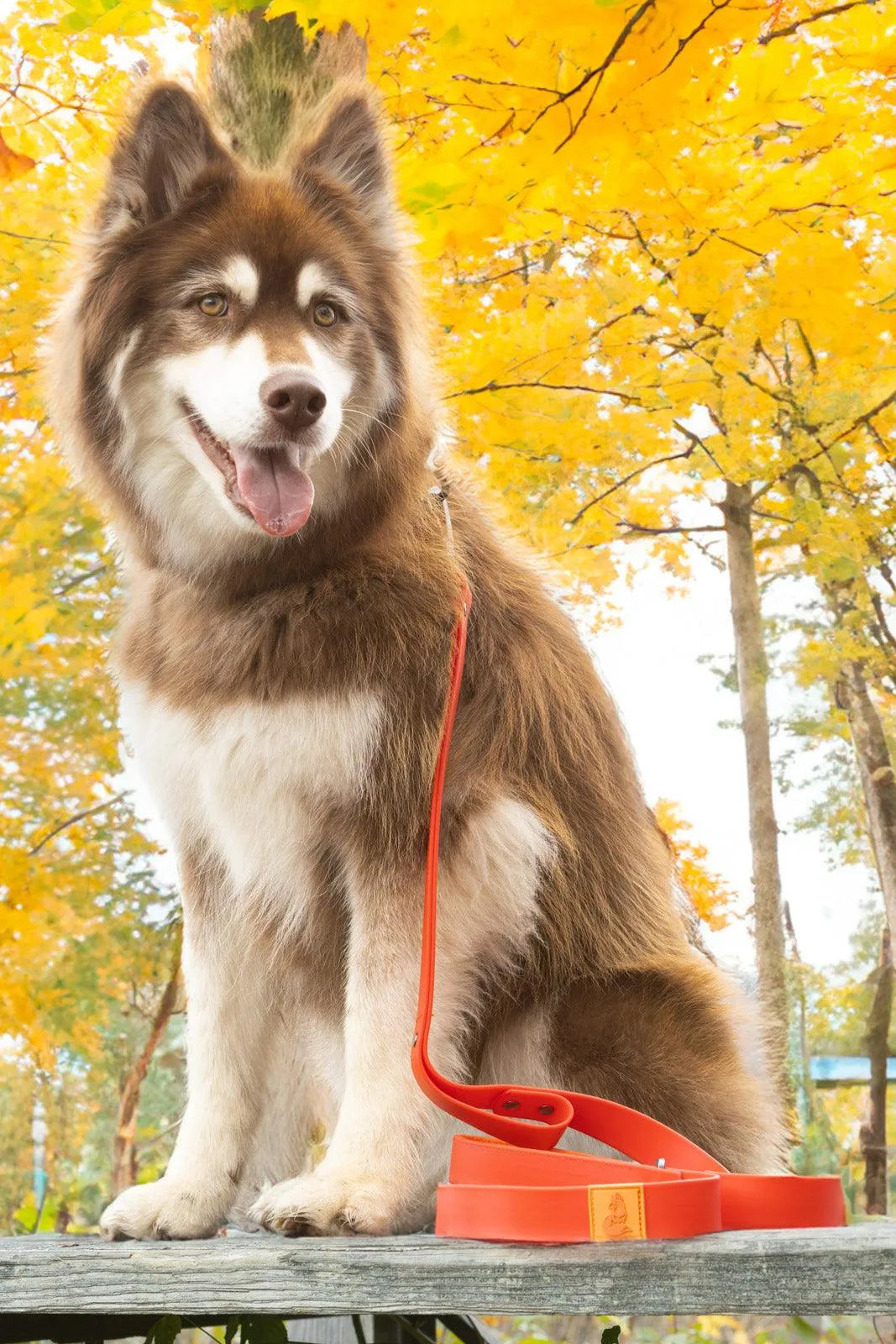 Scarlet Peaks Waterproof Leash - Tampa Home & Garden Store