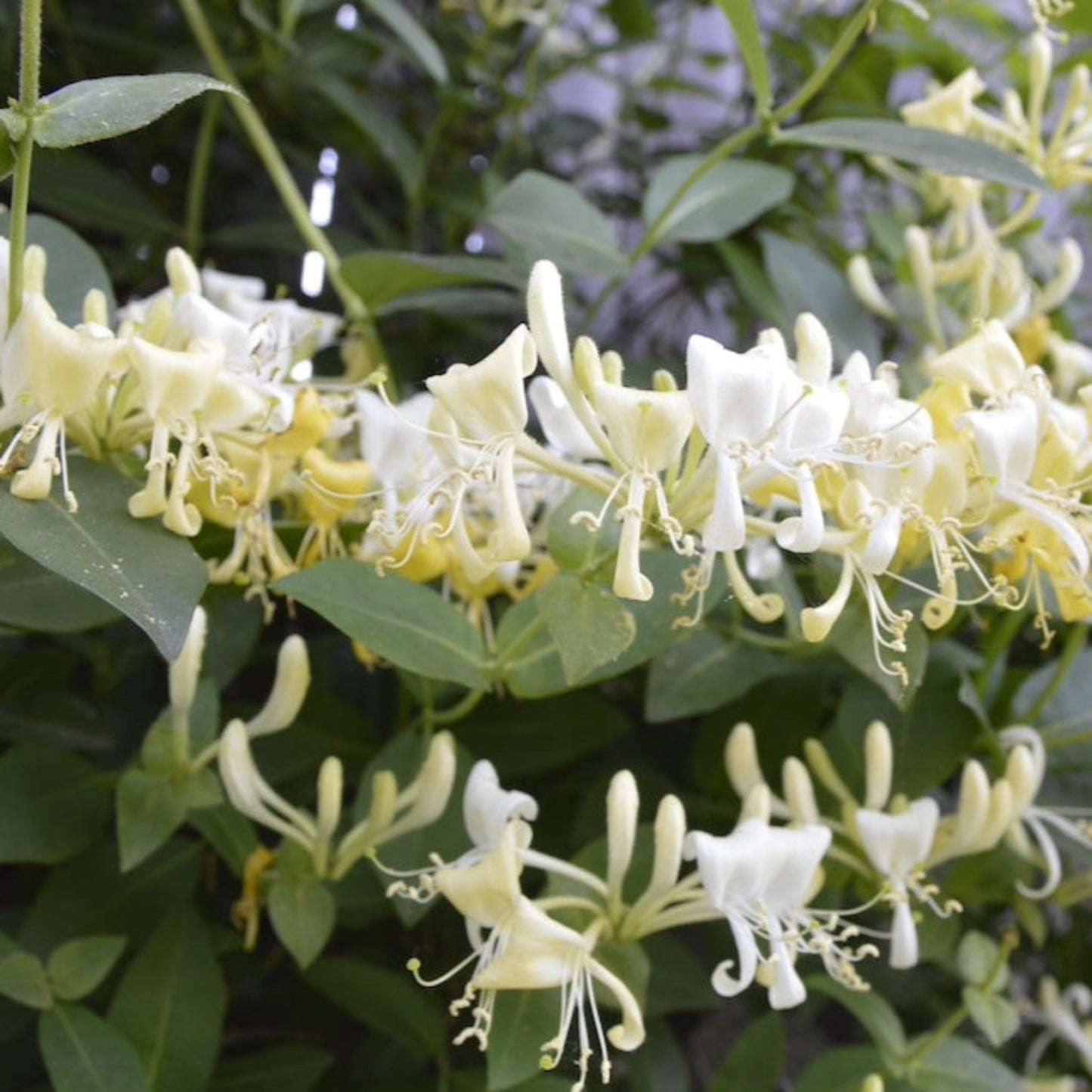 Scentsation Honeysuckle Vine plant cream-yellow tubular blossoms with green leaves on Tampa Home & Garden Store