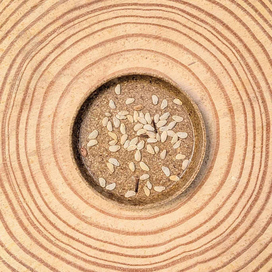 Schefflera Arboricola 'Dwarf Umbrella Plant' Seeds - Tampa Home & Garden Store