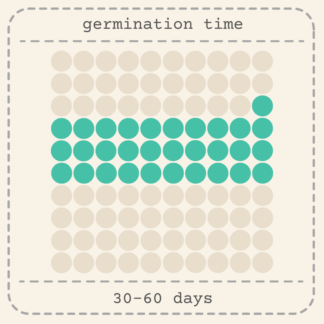 Schefflera Arboricola 'Dwarf Umbrella Plant' Seeds - Tampa Home & Garden Store