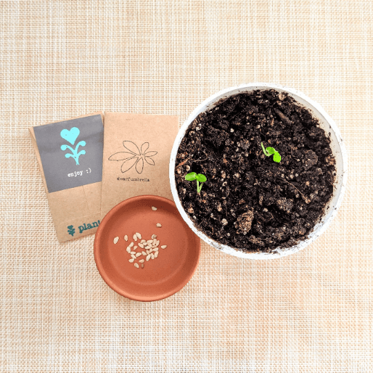 Schefflera Arboricola 'Dwarf Umbrella Plant' Seeds - Tampa Home & Garden Store