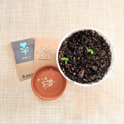 Schefflera Arboricola 'Dwarf Umbrella Plant' Seeds - Tampa Home & Garden Store