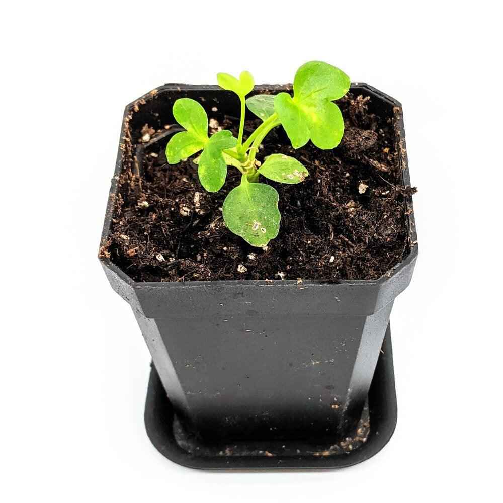 Schefflera Arboricola 'Dwarf Umbrella Plant' Seeds - Tampa Home & Garden Store