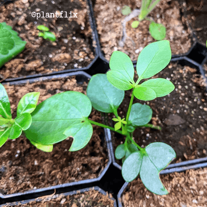 Schefflera Arboricola 'Dwarf Umbrella Plant' Seeds - Tampa Home & Garden Store