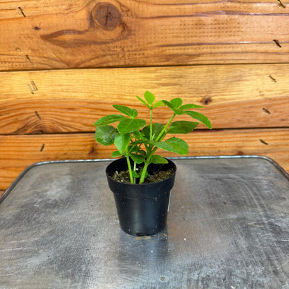 Schefflera Arboricola Mini, 2" Plant - Tampa Home & Garden Store