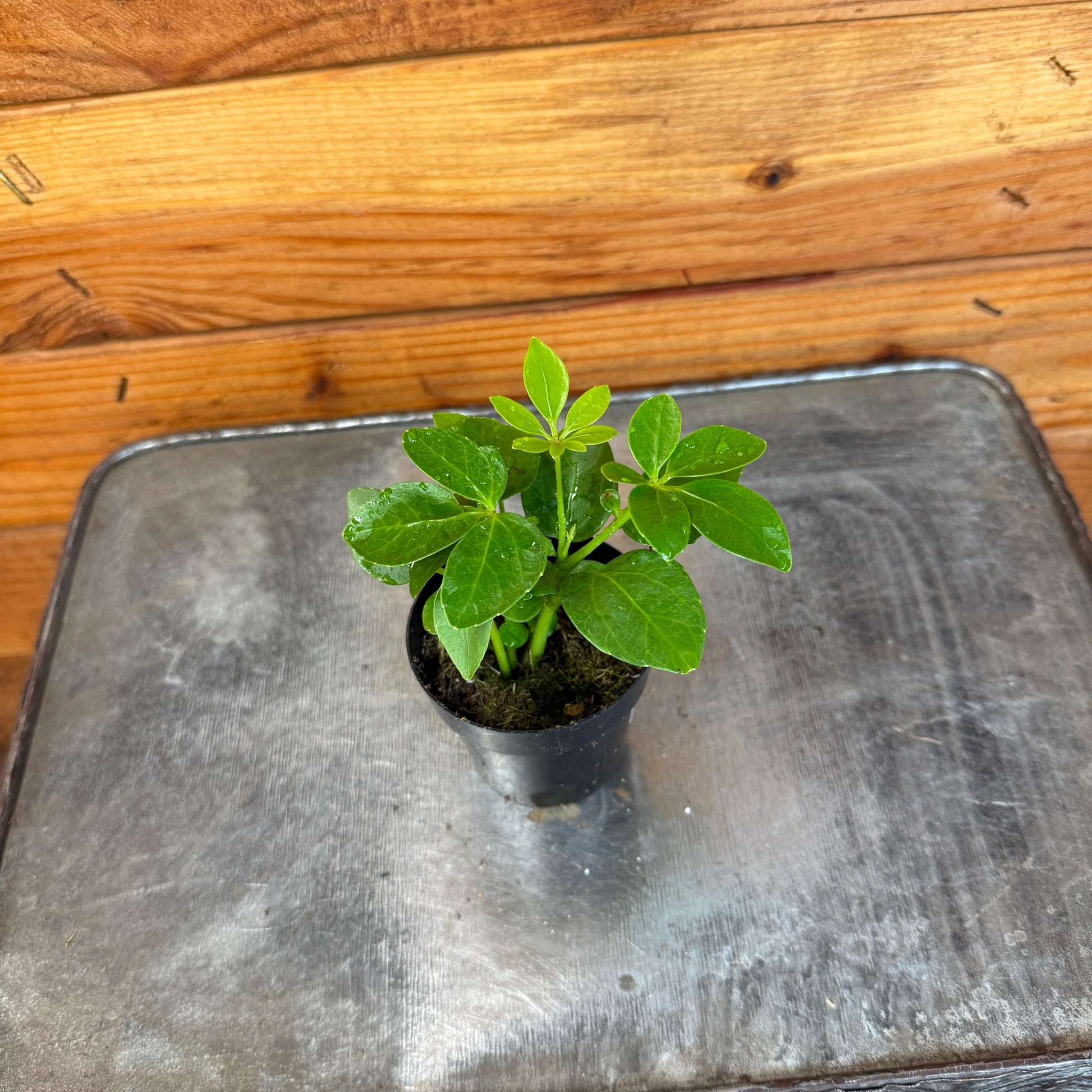 Schefflera Arboricola Mini, 2" Plant - Tampa Home & Garden Store