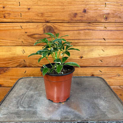 Schefflera Moondrop, 4" Plant - Tampa Home & Garden Store