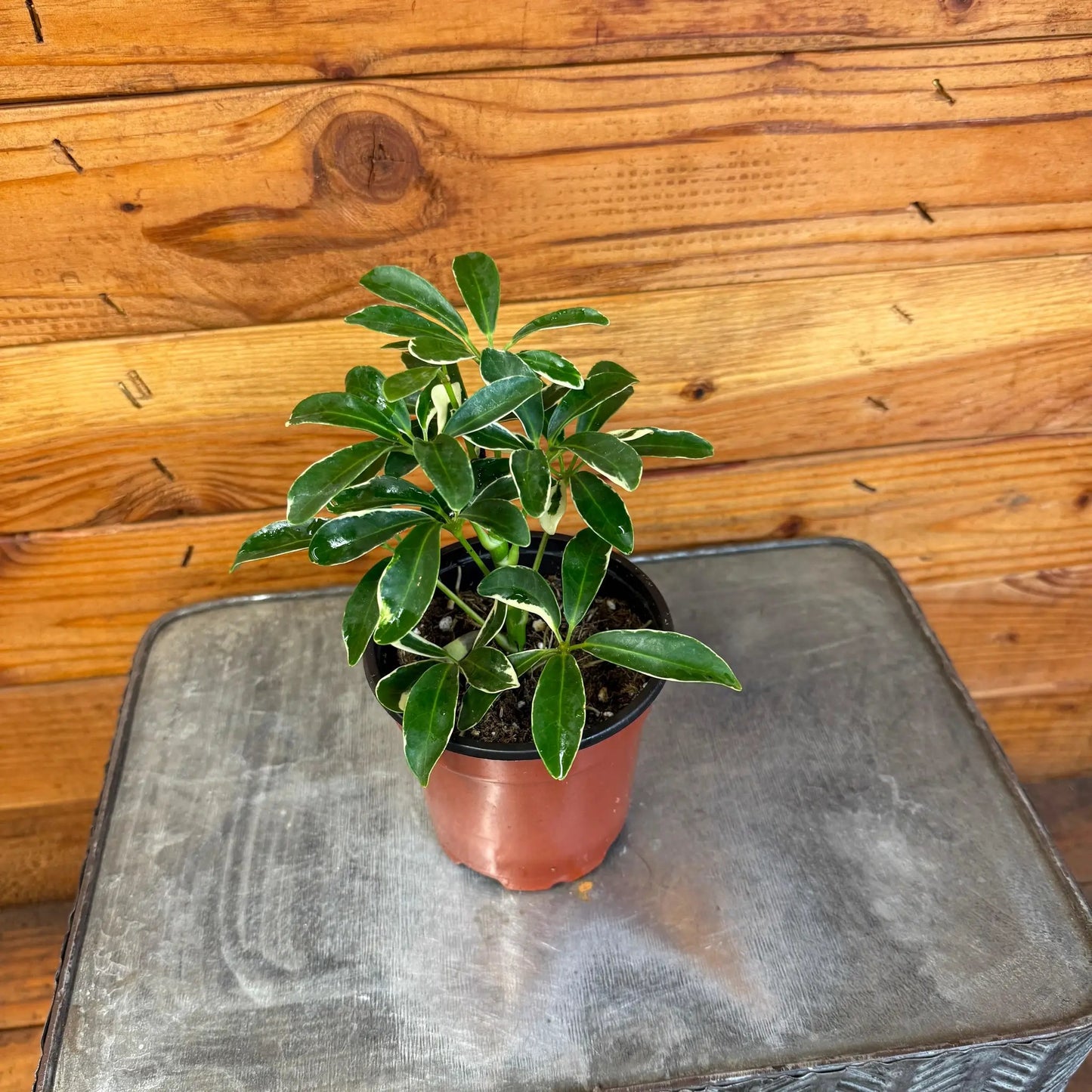 Schefflera Moondrop, 4" Plant - Tampa Home & Garden Store