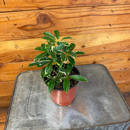 Schefflera Moondrop, 4" Plant - Tampa Home & Garden Store
